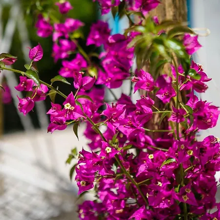 Villa Heritage Laurel Malinska