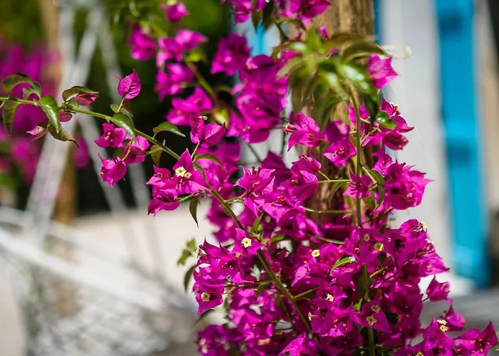 فيلة Heritage Laurel مالينسكا